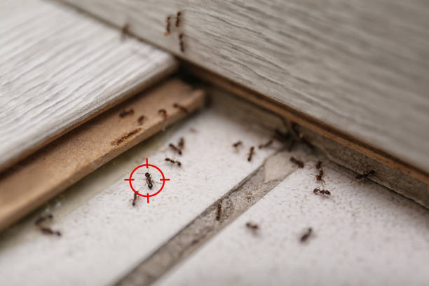 Best Pest Inspection Near Me  in St John, IN