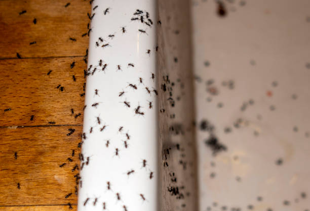 Best Emergency Pest Control  in St John, IN