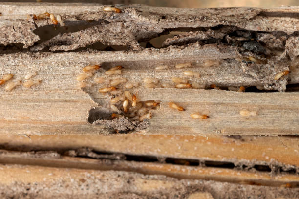 Best Pest Control Near Me in St John, IN