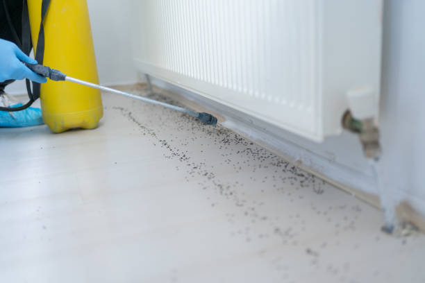 Best Affordable Pest Control Services  in St John, IN