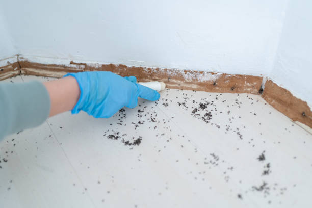 Best Wildlife Control Services  in St John, IN